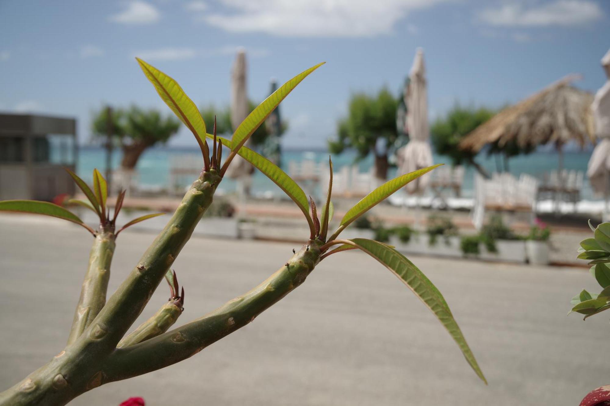 Soso'S Apartments -Vacations Next To The Beach Psari Forada Exteriör bild